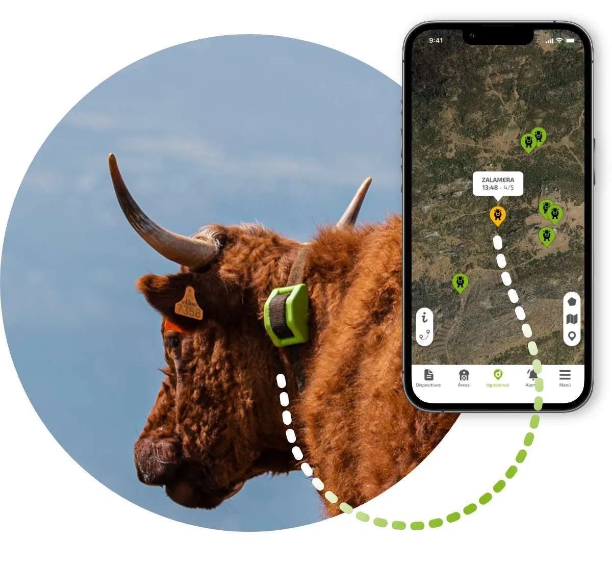 Digitanimal GPS-Halsband an Rindern