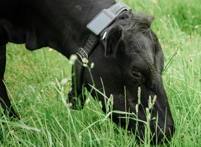 Halter virtueller Zaun mit Rindern auf der Weide