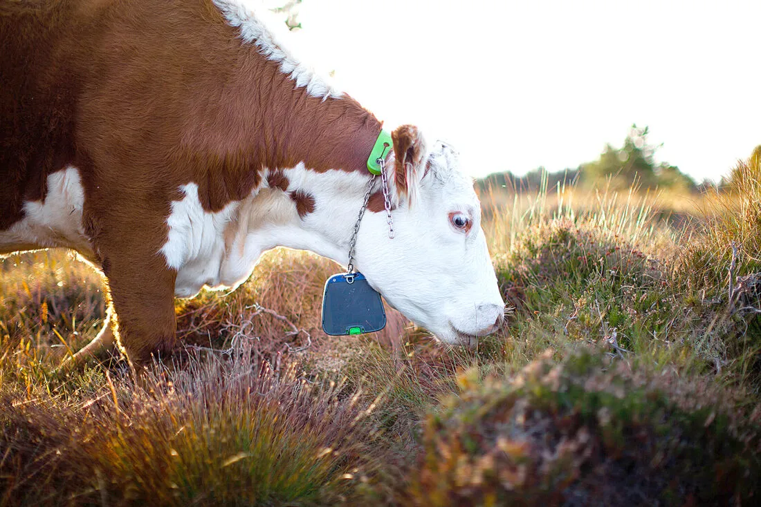 Nofence virtueller Zaun-Halsband an Rind