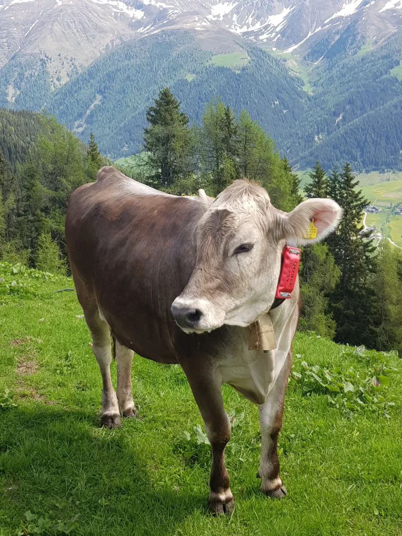 Qtrack GPS-Tracker an Kuh auf Almweide